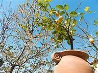 ホテル Bacio Del Sole 3*